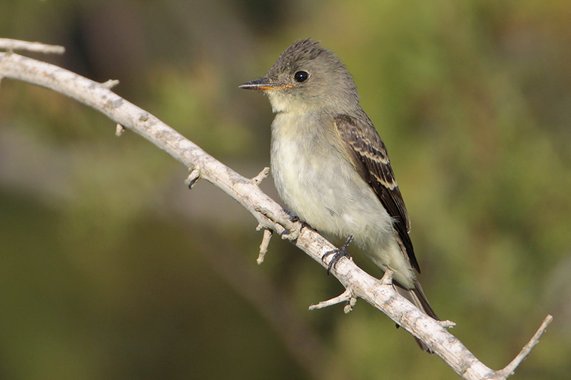 Eastern Wood-Pewee