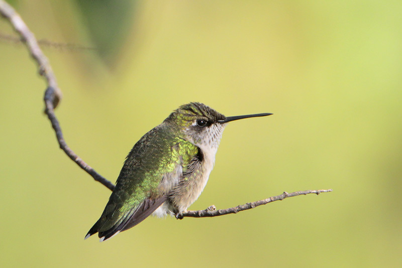 Ruby-throated Hummingbird