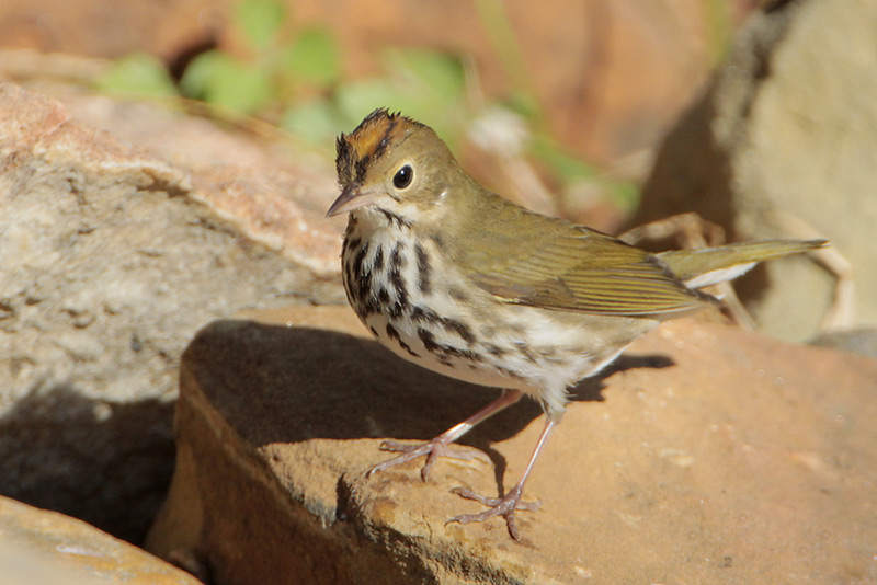 Ovenbird