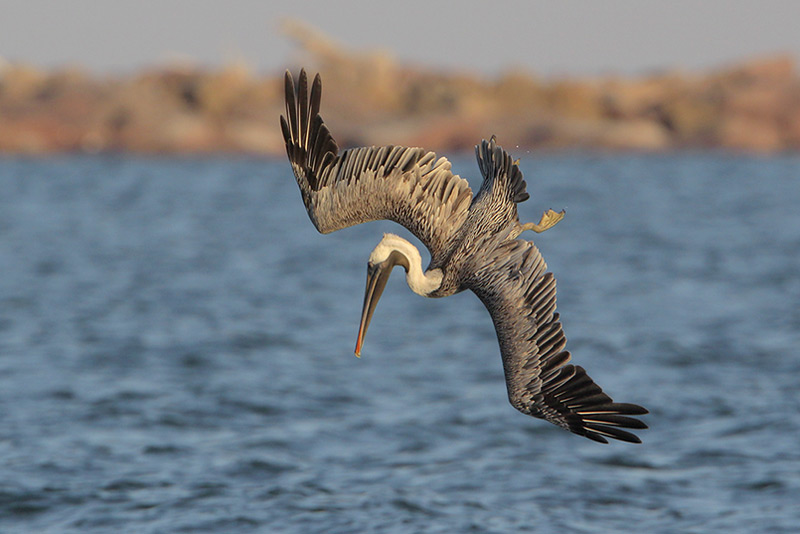 Brown Pelican