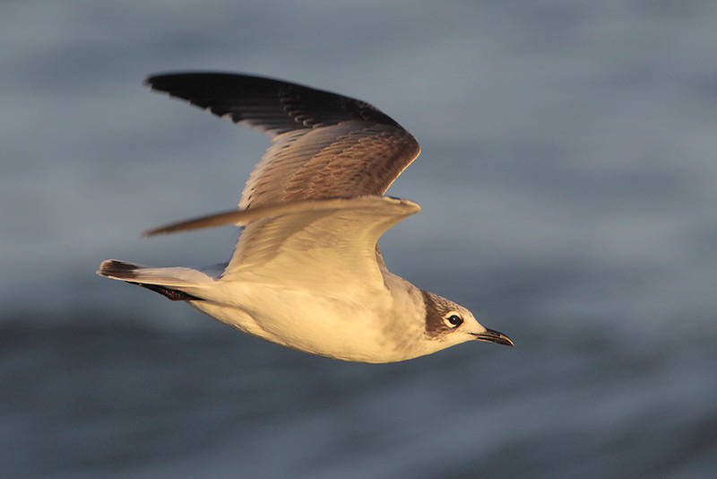 Franklins Gull