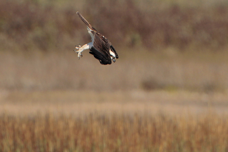 Osprey