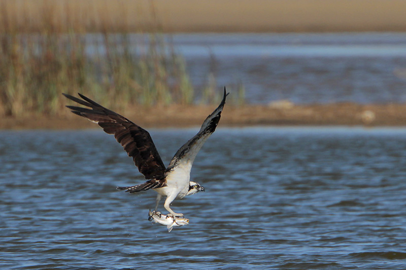 Osprey