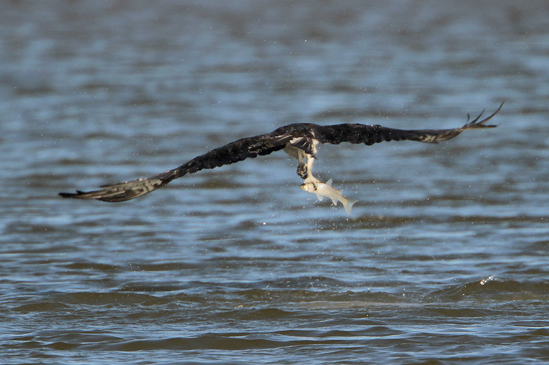 Osprey