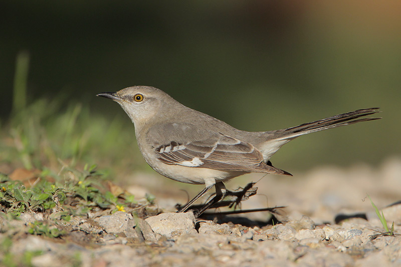 Northern Mockingbird