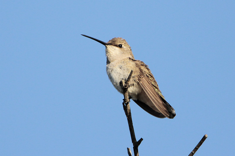 Black-chinned Hummingbird