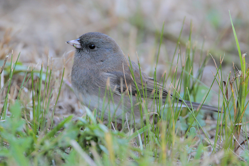 Dark-eyed Junco