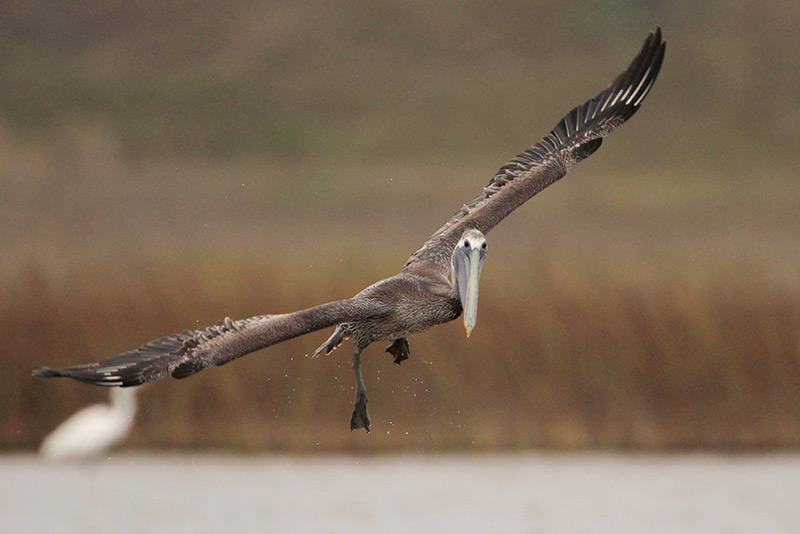 Brown Pelican