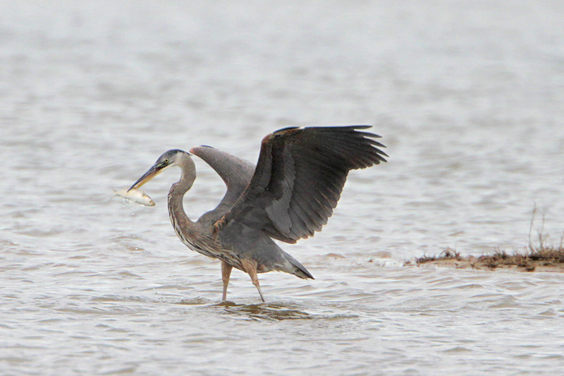 Great Blue Heron