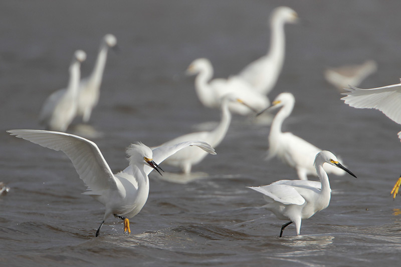 Snowy Egret
