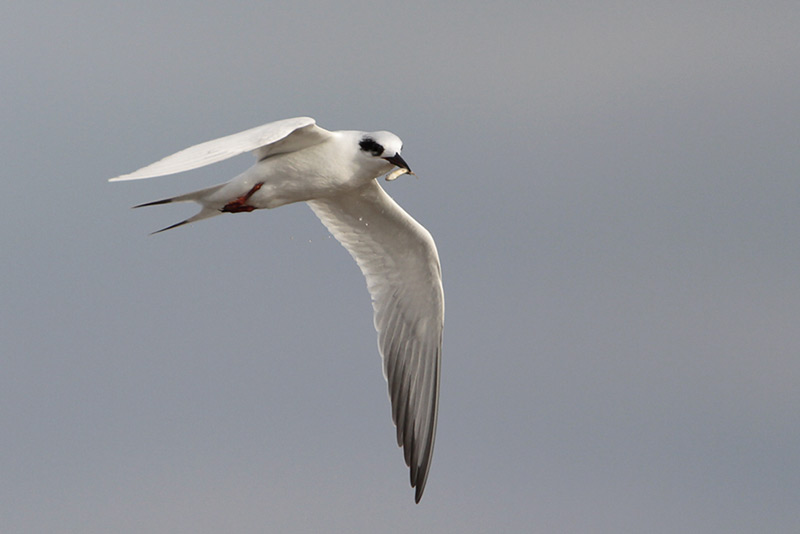 Forsters Tern