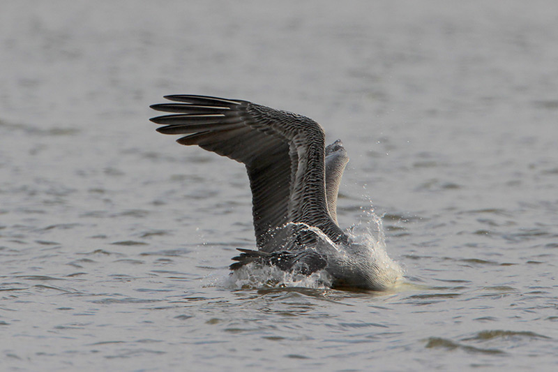 Brown Pelican