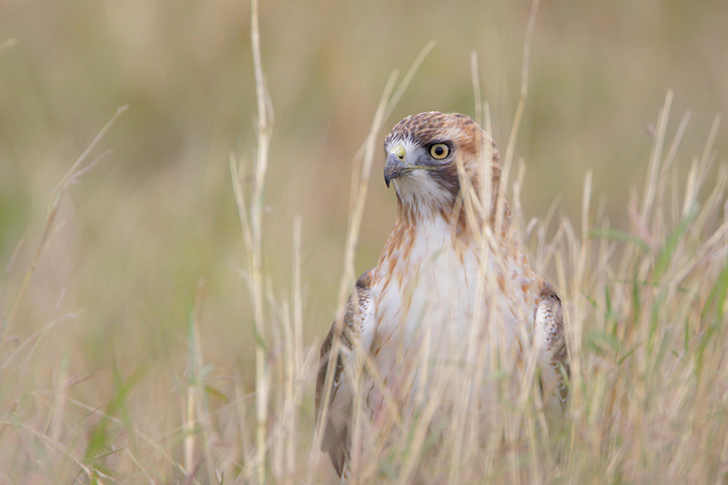 Red-tailed Hawk