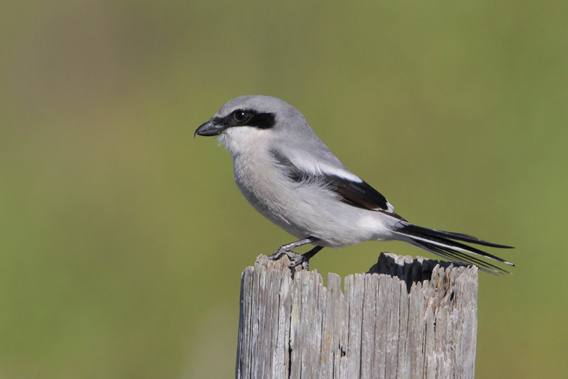 Loggerhead Shrike
