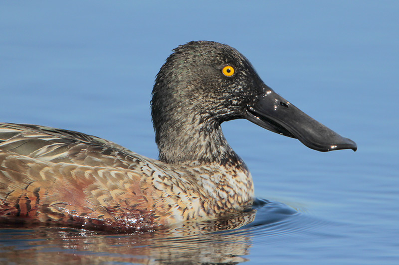 Northern Shoveler