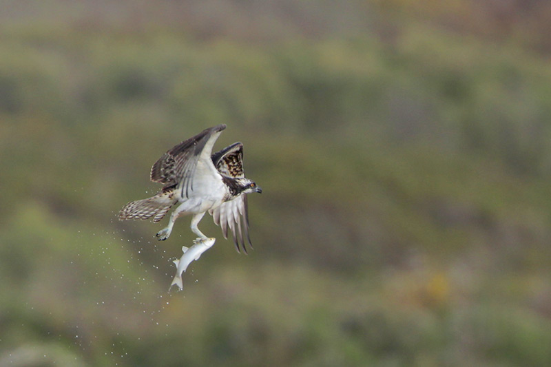 Osprey