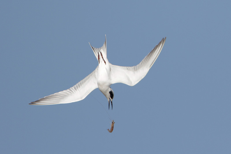 Forsters Tern