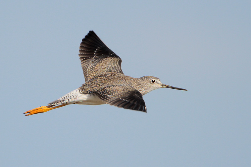 Greater Yellowlegs