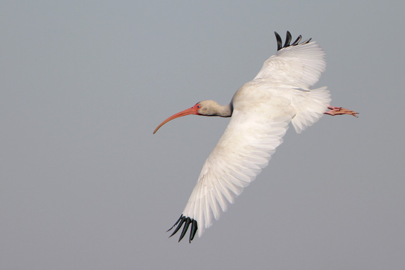 White Ibis