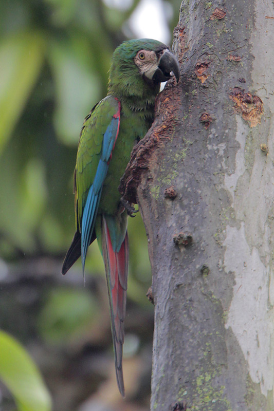 Chestnut-fronted Macaw