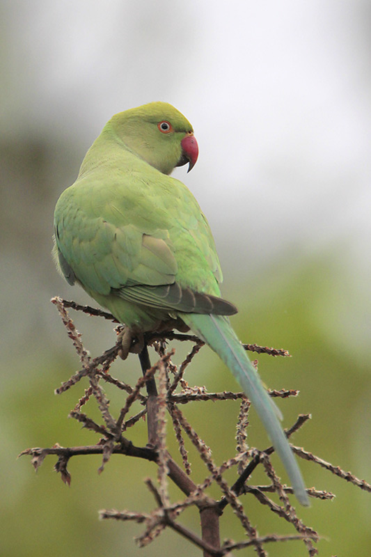 Indian Ringneck Parakeet