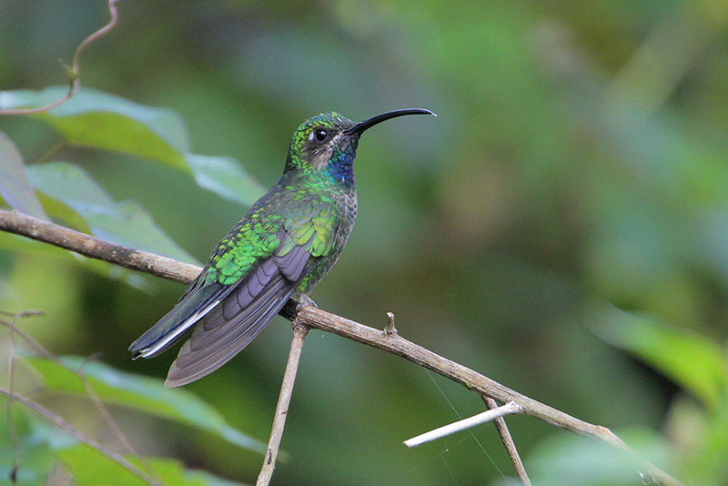 White-tailed Sabrewing