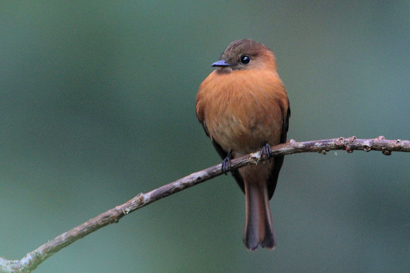 Cinnamon Flycatcher