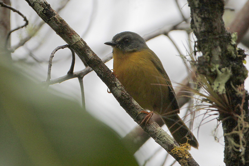 Gray-headed Warbler