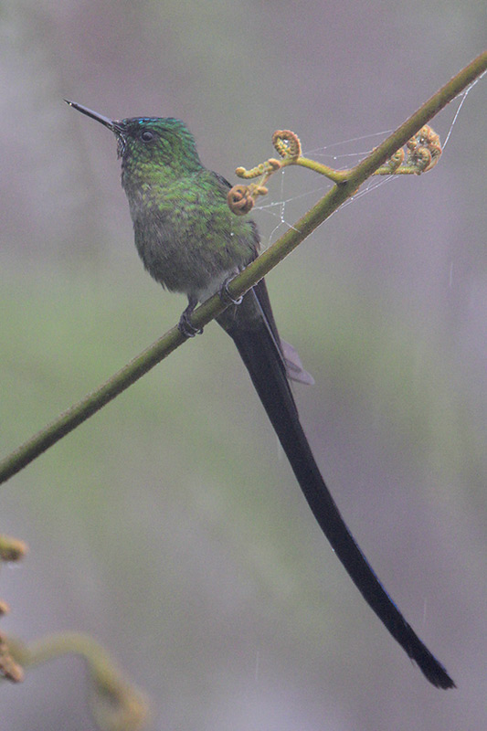 Venezuelan Sylph