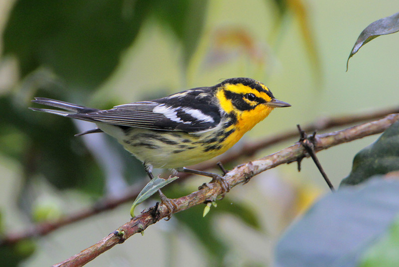 Blackburnian Warbler