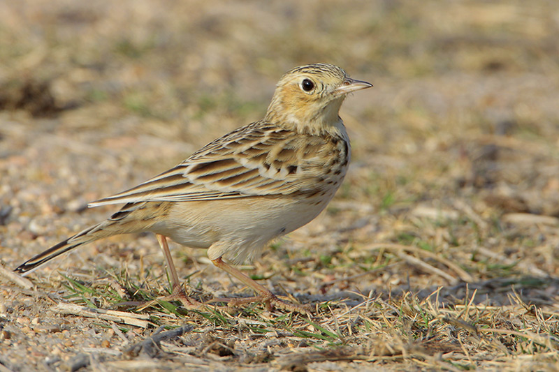 Spragues Pipit