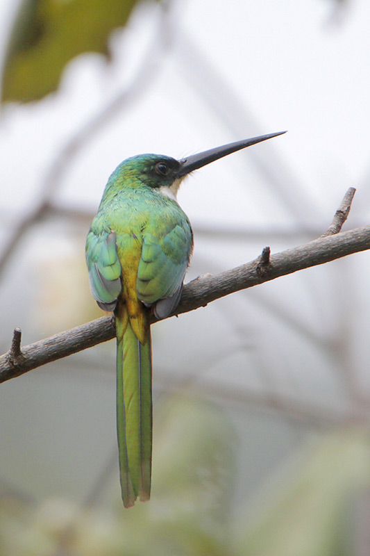 Rufous-tailed Jacamar