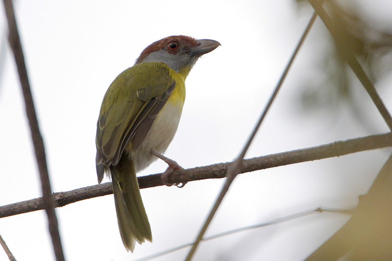 Rufous-browed Peppershrike