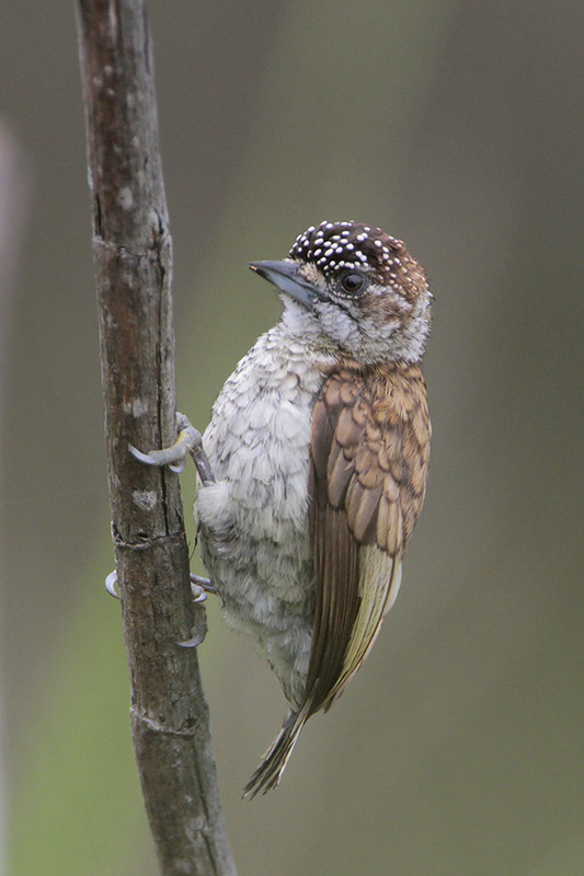 Scaled Piculet