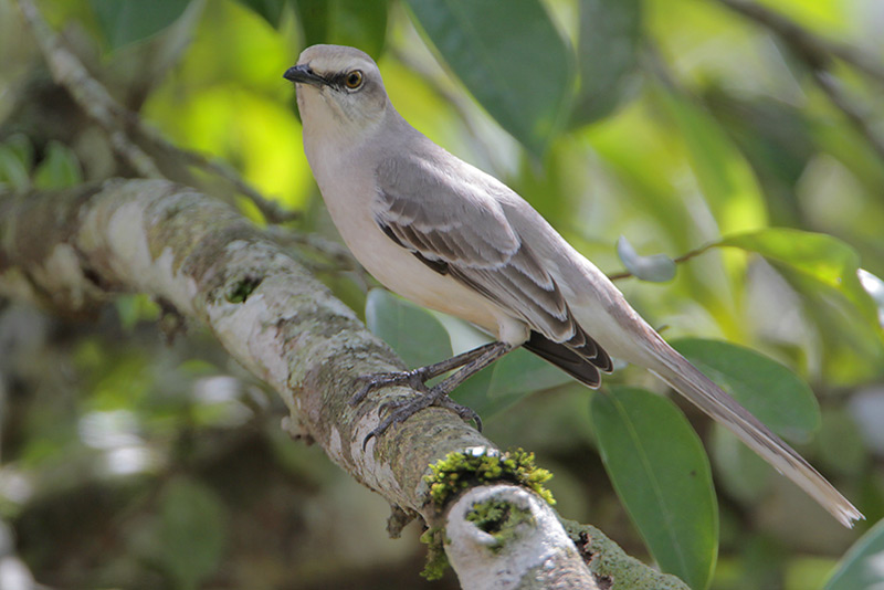 Tropical Mockingbird