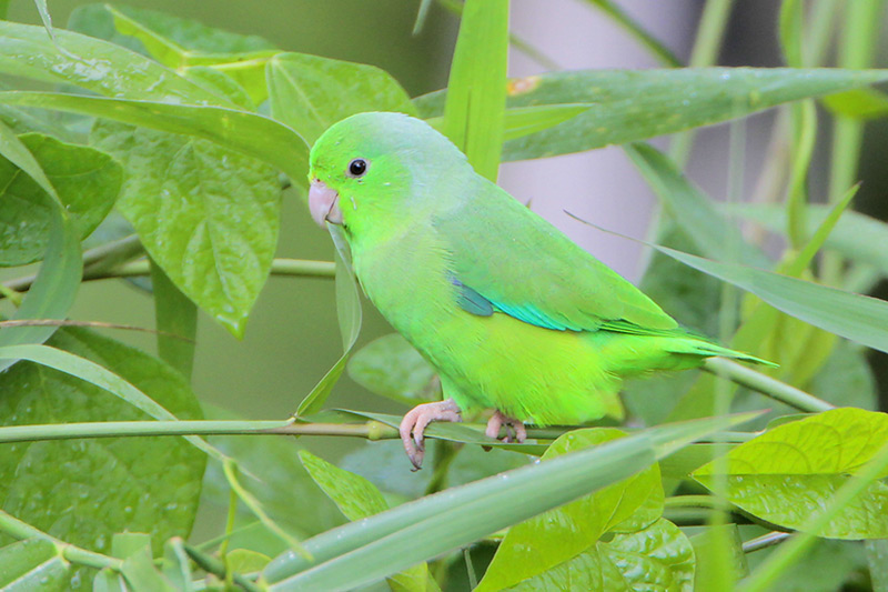 Green-rumped Parrotlet