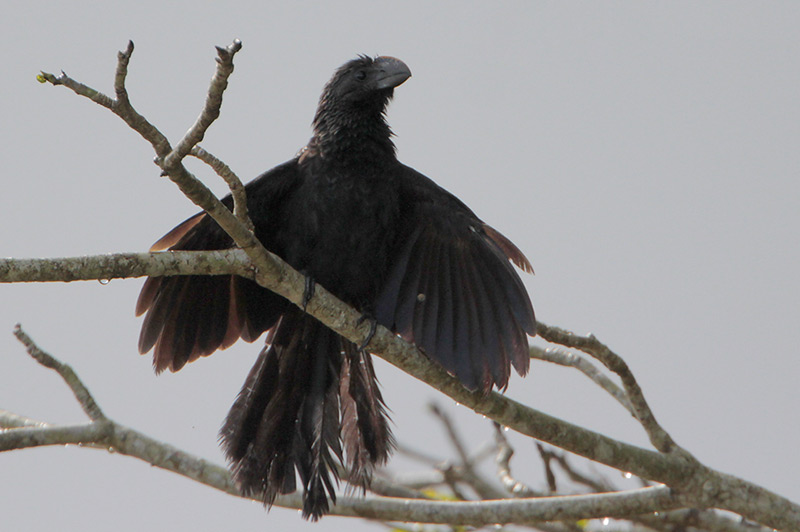 Smooth-billed Ani