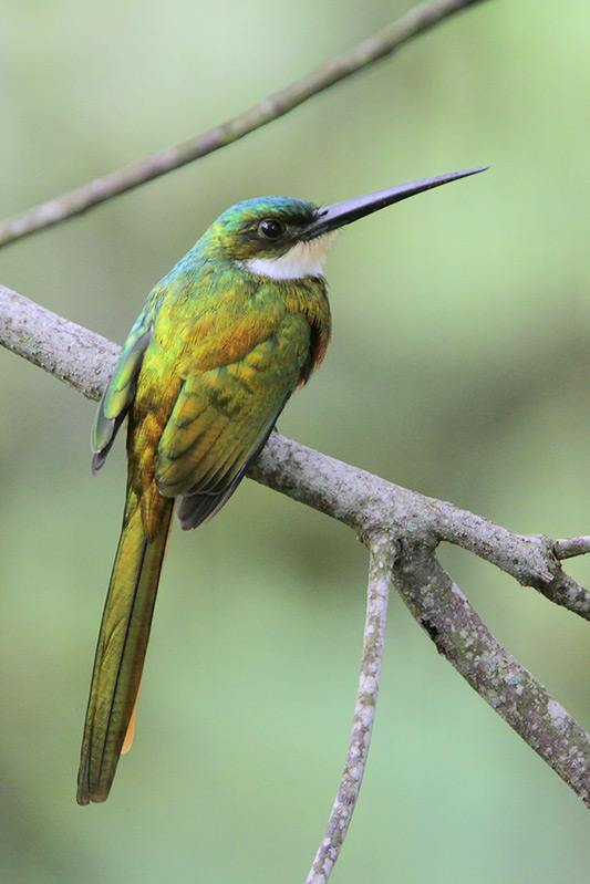 Rufous-tailed Jacamar