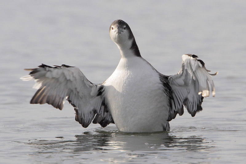 Common Loon