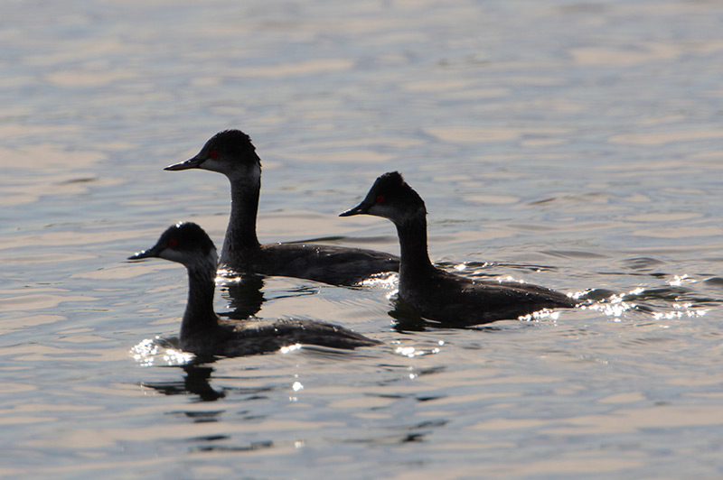 Eared Grebe