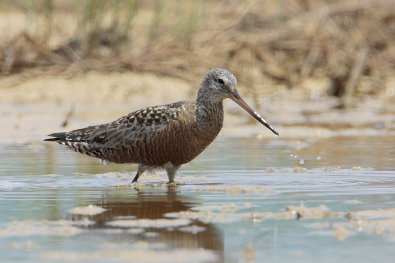 Hudsonian Godwit