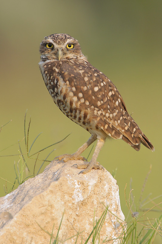 Burrowing Owl