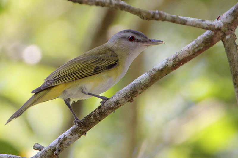 Yellow-green Vireo