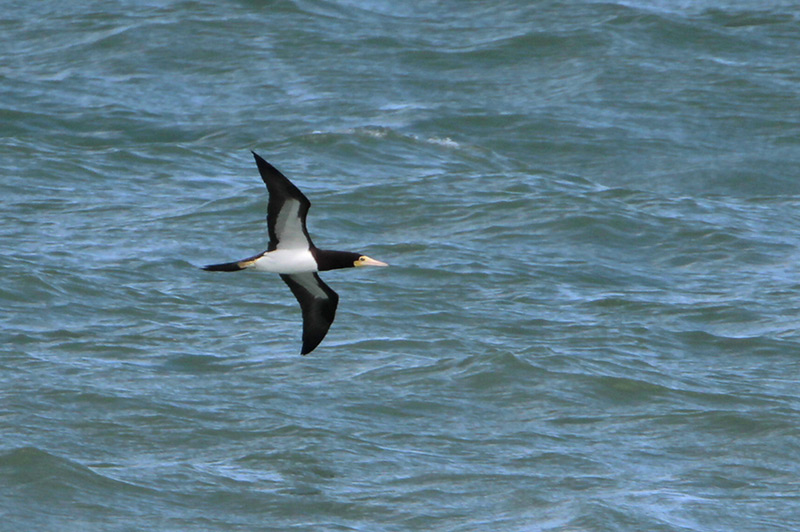 Brown Booby