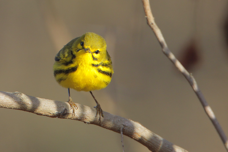 Prairie Warbler