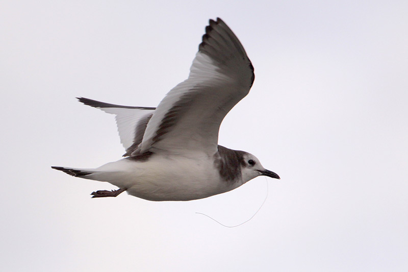 Sabines Gull