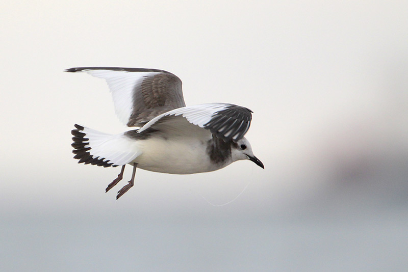 Sabines Gull