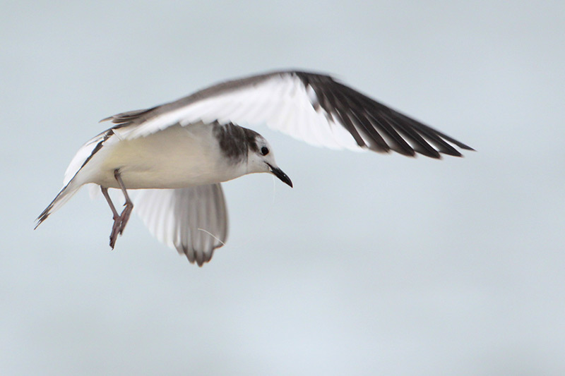 Sabines Gull