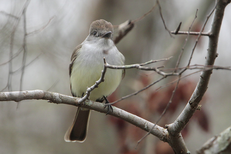 Ash-throated Flycatcher