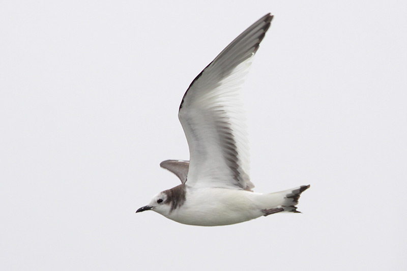 Sabines Gull